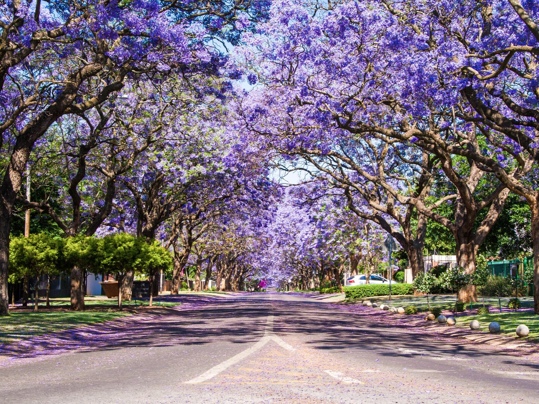 Jacaranda